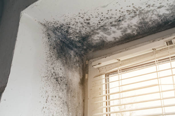 Affordable Attic Mold Removal solutions in Nolensville, TN