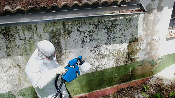 Top rated local Attic Mold Removal specialists in Nolensville, TN